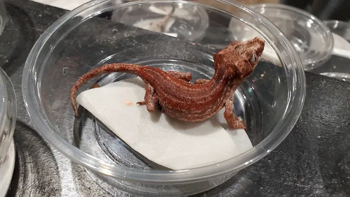 Reptilemania Picture 3