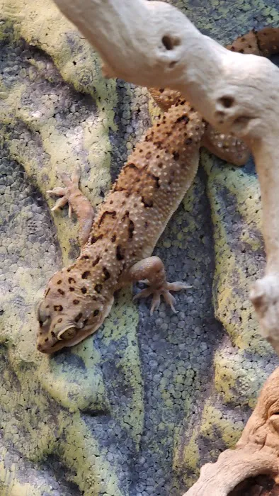 Reptilemania Picture 5