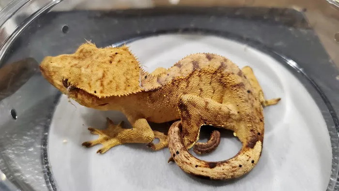 Reptilemania Picture 9