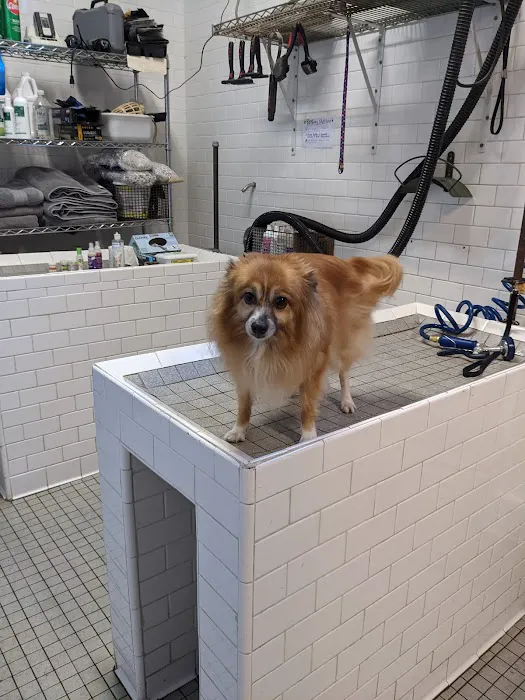 Black Nose Trading Co. Picture 4