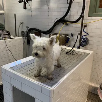 Black Nose Trading Co. Picture 6