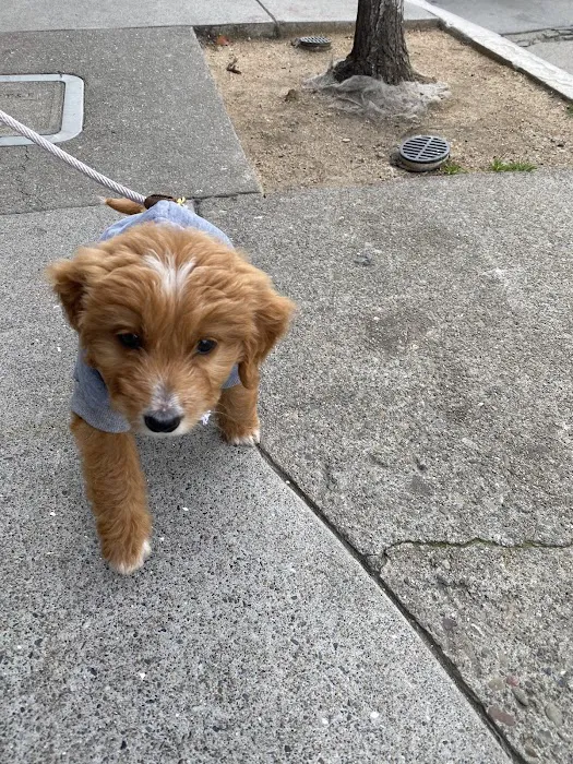 Black Nose Trading Co. Picture 8