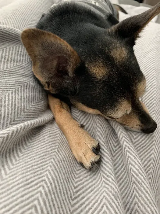 Black Nose Trading Co. Picture 9