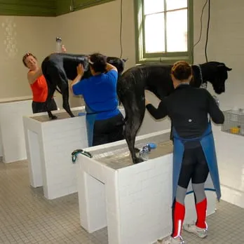 Black Nose Trading Co. Picture 10