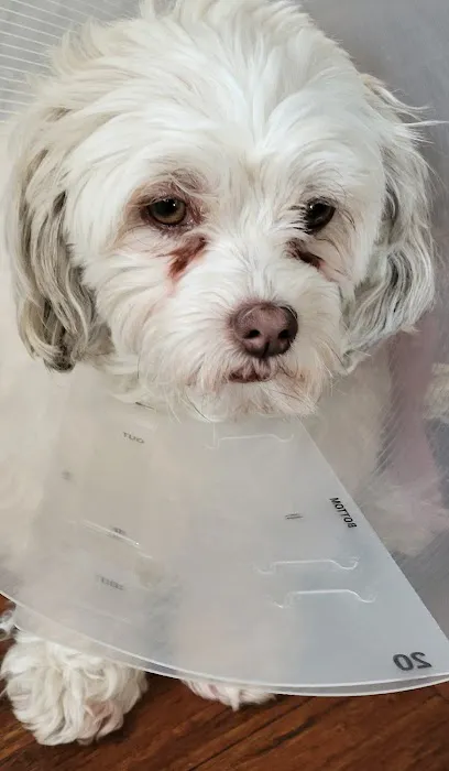 South Peak Veterinary Hospital Picture 7