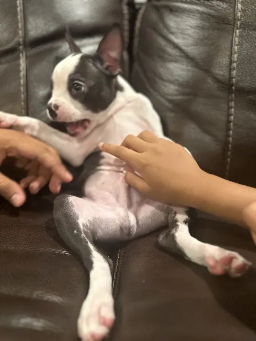 Ocean Flower Picture 3