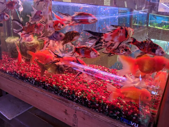 Ocean Flower Picture 9