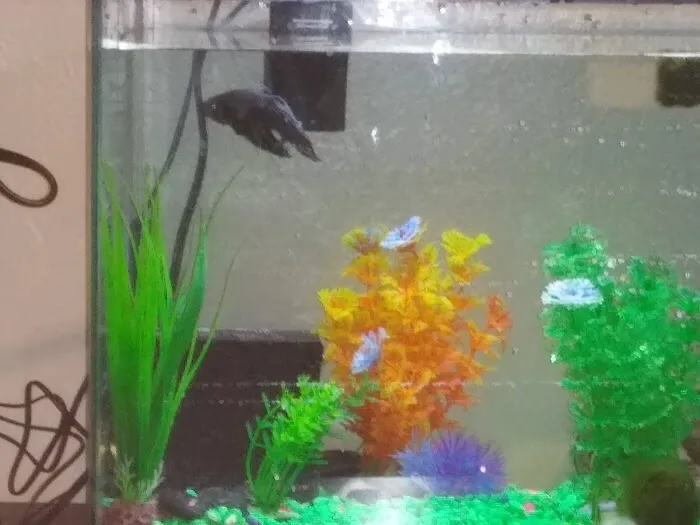 Ocean Flower Picture 8