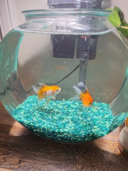 Ocean Flower Picture 14