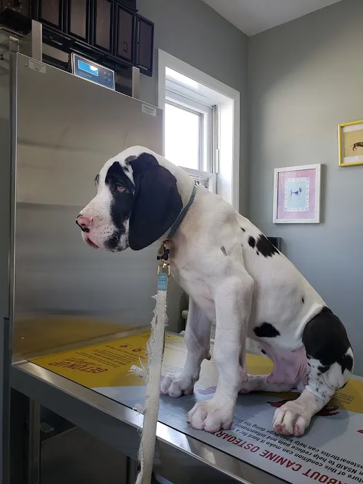 Animal Mansion Veterinary Hospital Picture 6