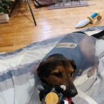PawBox