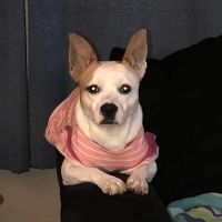 Mt Bethel Animal Hospital ico