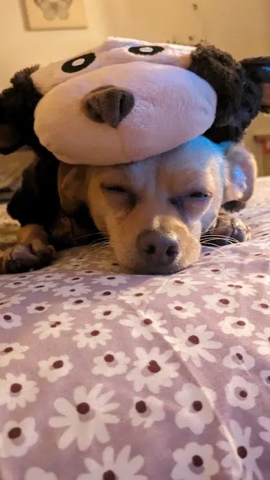 Woodlands Pet Shop Picture 4