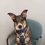 Finch Hill Veterinary Clinic