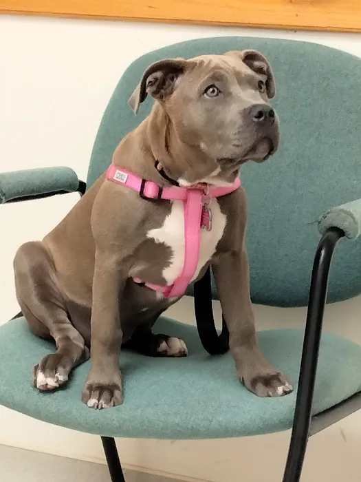 Finch Hill Veterinary Clinic Picture 5