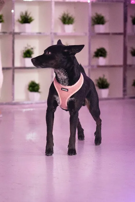 The Lounge at MISHKA Picture 3