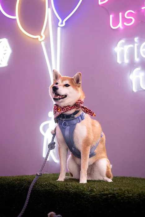 The Lounge at MISHKA Picture 4