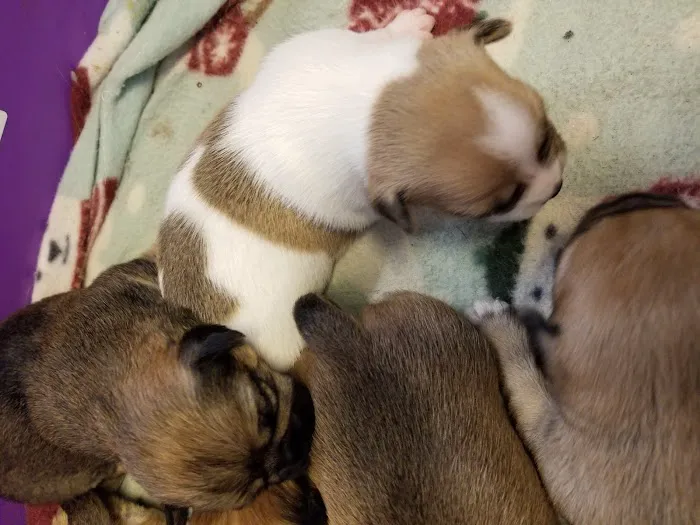 Mid-Valley Veterinarian Hospital Picture 1