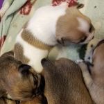 Mid-Valley Veterinarian Hospital
