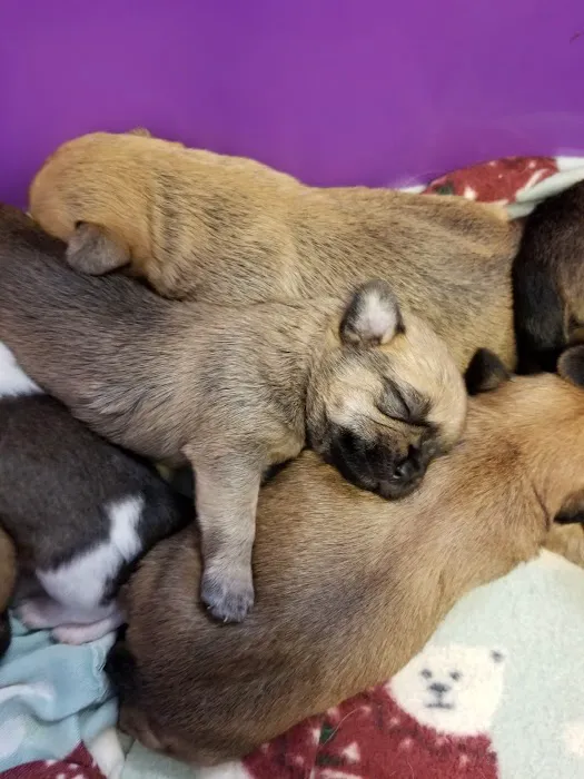 Mid-Valley Veterinarian Hospital Picture 4