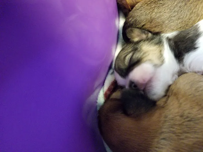 Mid-Valley Veterinarian Hospital Picture 6
