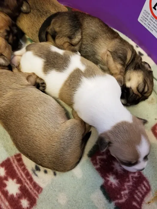 Mid-Valley Veterinarian Hospital Picture 9