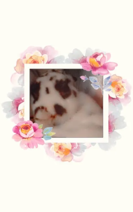 Hometown Animal Hospital Picture 4