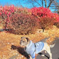 VCA Dunmore Animal Hospital ico