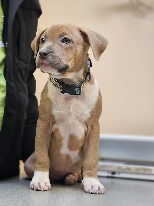 VCA Dunmore Animal Hospital Picture 9