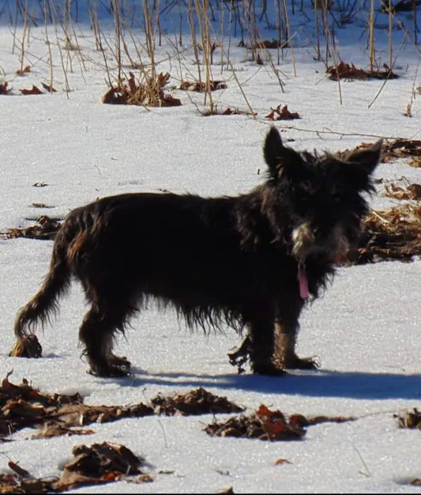 VCA Dunmore Animal Hospital Picture 10