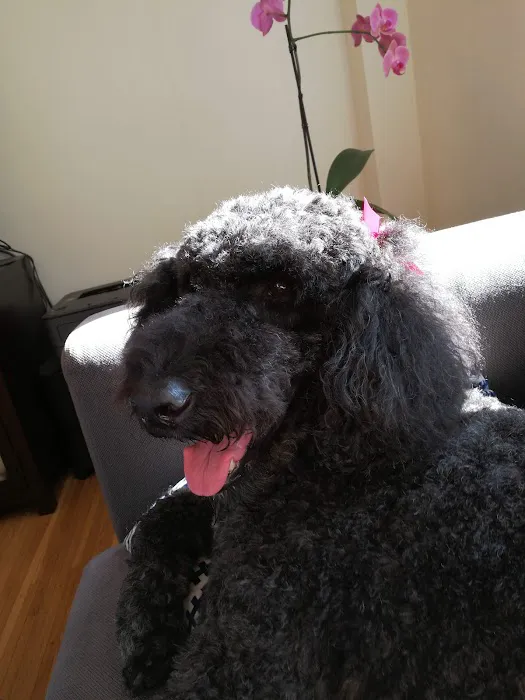 Bow Wow Meow SF Picture 1