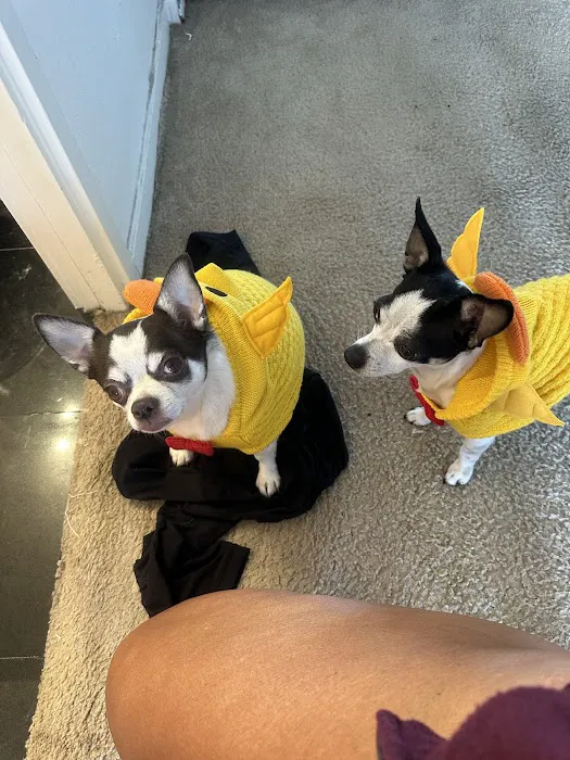 Bow Wow Meow SF Picture 3