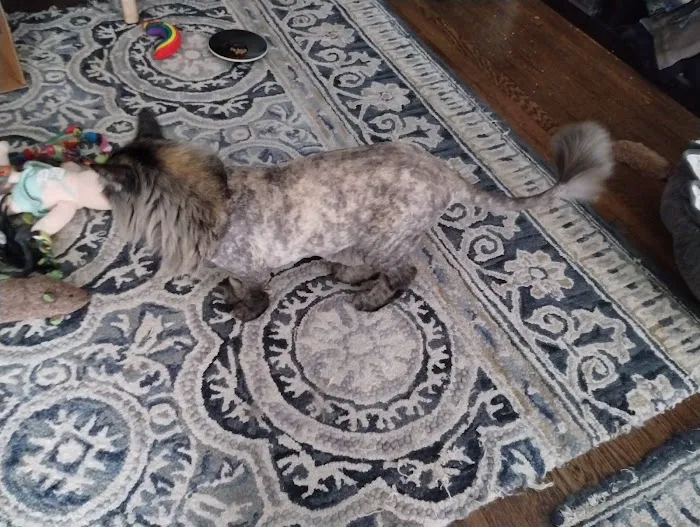 Bow Wow Meow SF Picture 7