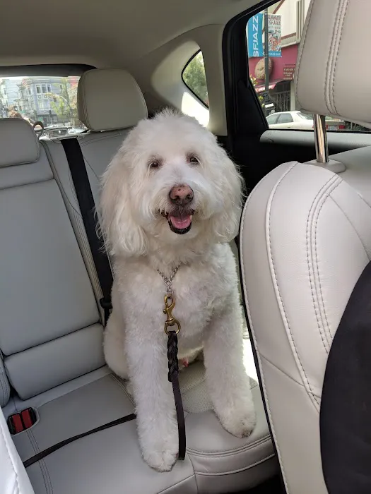 Bow Wow Meow SF Picture 9