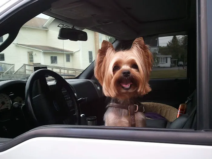 Memorial Veterinary Hospital - Throop Picture 2