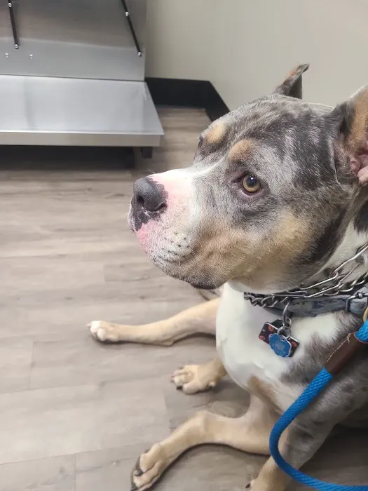 Memorial Veterinary Hospital - Throop Picture 3