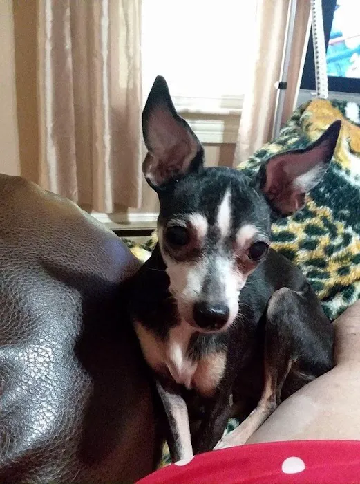 Memorial Veterinary Hospital - Throop Picture 1