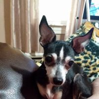 Memorial Veterinary Hospital - Throop ico