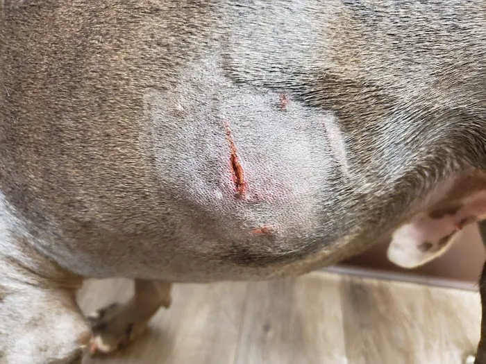 Memorial Veterinary Hospital - Throop Picture 5