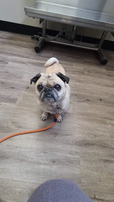 Memorial Veterinary Hospital - Throop Picture 6