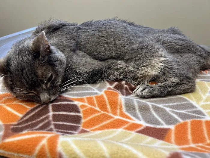 Memorial Veterinary Hospital - Throop Picture 7