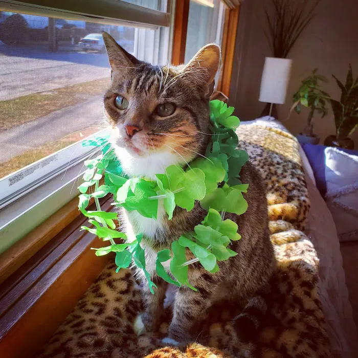 Memorial Veterinary Hospital - Throop Picture 8