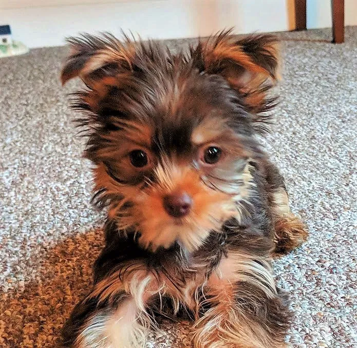 Memorial Veterinary Hospital - Throop Picture 9