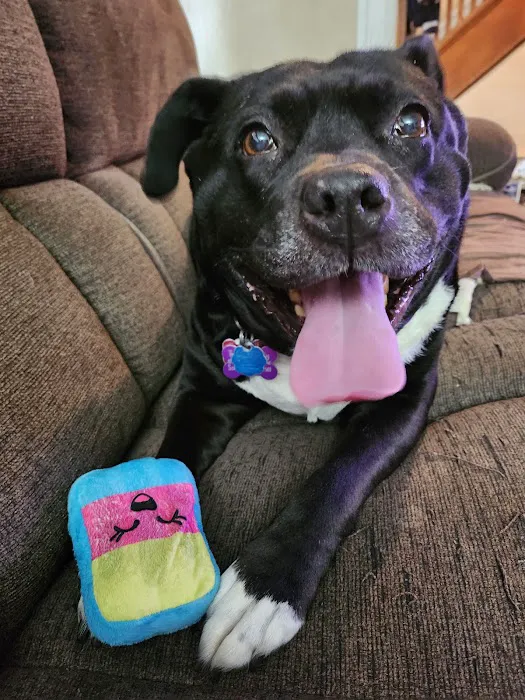 Memorial Veterinary Hospital - Throop Picture 10