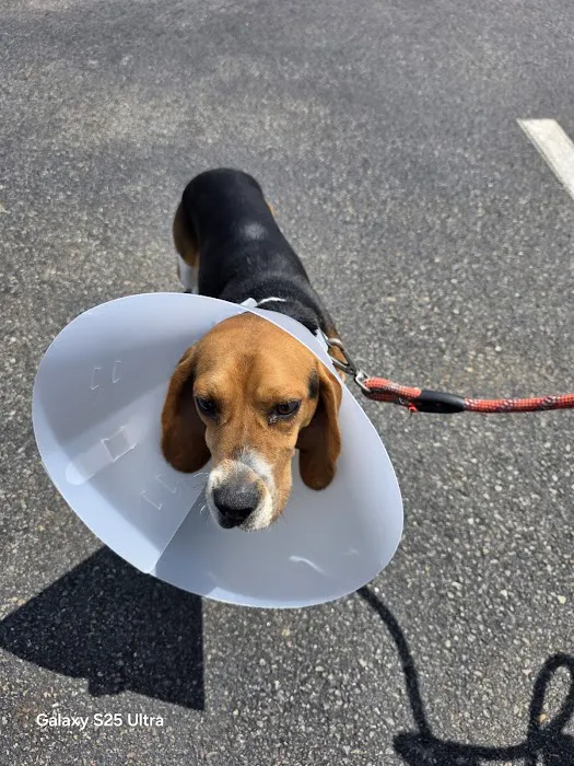 Citywide Animal Clinic Picture 4