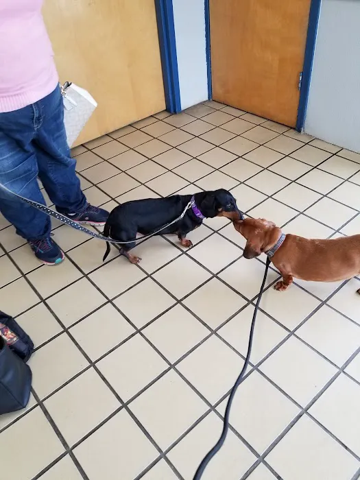 Citywide Animal Clinic Picture 5