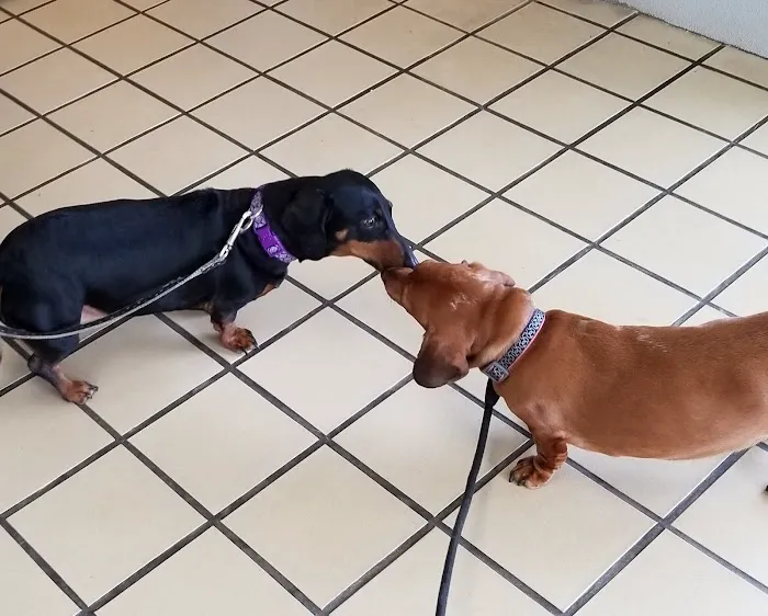 Citywide Animal Clinic Picture 9
