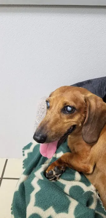 Citywide Animal Clinic Picture 8
