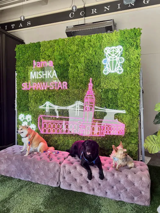 Mishka Dog Boutique (Ferry Building) Picture 4