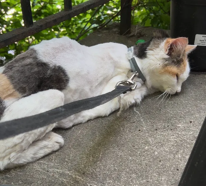 Memorial Veterinary Hospital - Dickson City Picture 1